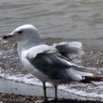 Martha Lee Huepenbecker, Gull, photography