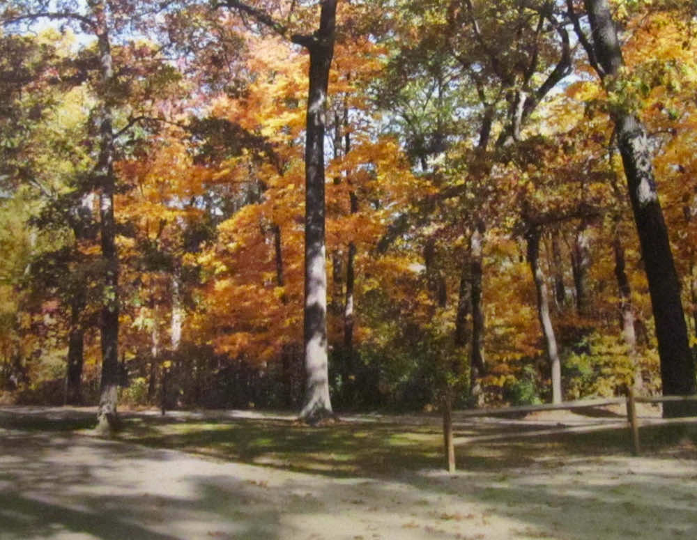 Martha Huepenbecker, Autumn at Oak Openings, photography