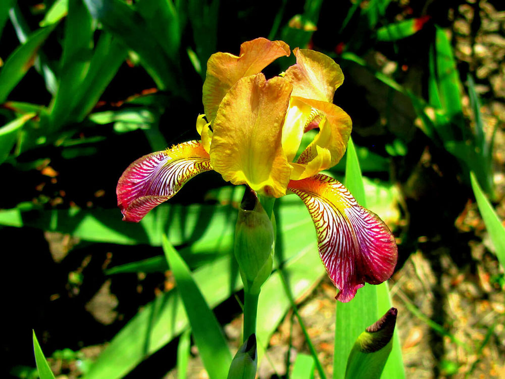 Martha Huepenbecker, Iris, photography